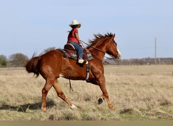 American Quarter Horse, Wałach, 6 lat, 157 cm, Cisawa
