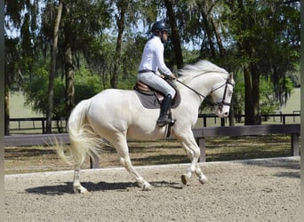 American Quarter Horse, Wałach, 6 lat, 157 cm, Cremello