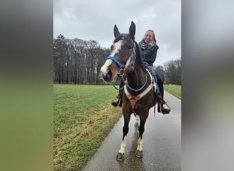 American Quarter Horse Mix, Wałach, 6 lat, 157 cm, Gniada