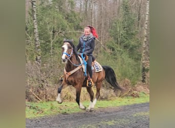 American Quarter Horse Mix, Wałach, 6 lat, 157 cm, Gniada