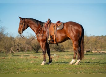 American Quarter Horse, Wałach, 6 lat, 157 cm, Gniada