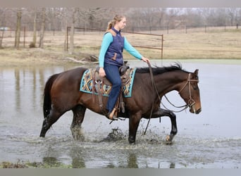 American Quarter Horse Mix, Wałach, 6 lat, 157 cm, Gniada