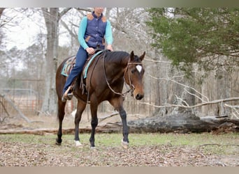 American Quarter Horse Mix, Wałach, 6 lat, 157 cm, Gniada