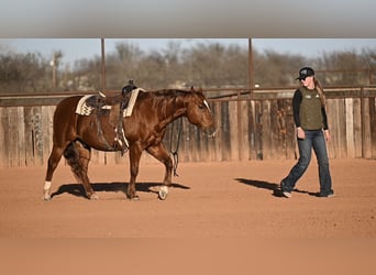 American Quarter Horse, Wałach, 6 lat, 157 cm, Gniadodereszowata