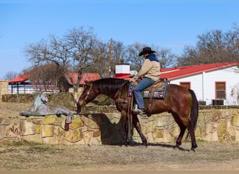 American Quarter Horse, Wałach, 6 lat, 157 cm, Gniadodereszowata