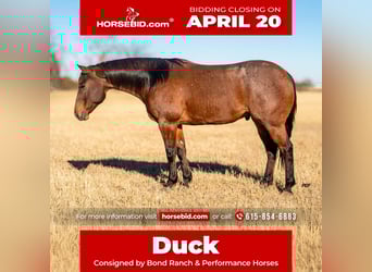 American Quarter Horse, Wałach, 6 lat, 157 cm, Gniadodereszowata