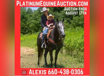 American Quarter Horse, Wałach, 6 lat, 157 cm, Siwa
