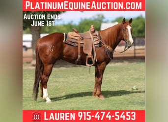 American Quarter Horse, Wałach, 6 lat, 160 cm, Ciemnokasztanowata