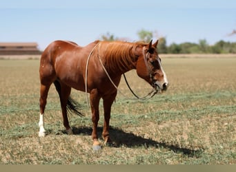 American Quarter Horse, Wałach, 6 lat, 160 cm, Ciemnokasztanowata