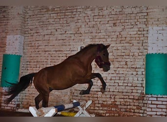 American Quarter Horse Mix, Wałach, 6 lat, 160 cm, Gniada