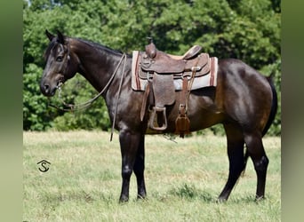 American Quarter Horse, Wałach, 6 lat, 160 cm, Kara