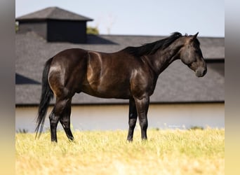 American Quarter Horse, Wałach, 6 lat, 160 cm, Kara