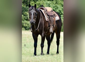 American Quarter Horse, Wałach, 6 lat, 160 cm, Kara