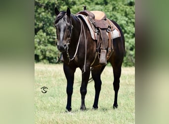 American Quarter Horse, Wałach, 6 lat, 160 cm, Kara