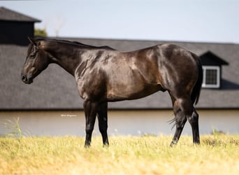 American Quarter Horse, Wałach, 6 lat, 160 cm, Kara