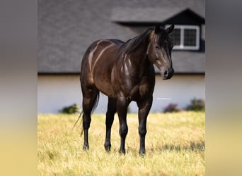 American Quarter Horse, Wałach, 6 lat, 160 cm, Kara