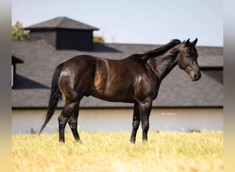 American Quarter Horse, Wałach, 6 lat, 160 cm, Kara