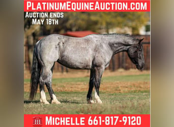 American Quarter Horse, Wałach, 6 lat, 160 cm, Karodereszowata