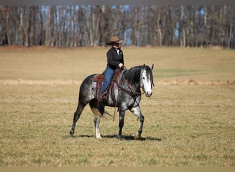 American Quarter Horse, Wałach, 6 lat, 160 cm, Siwa