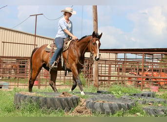 American Quarter Horse Mix, Wałach, 6 lat, 163 cm, Gniada