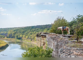 American Quarter Horse, Wałach, 6 lat, 163 cm, Izabelowata