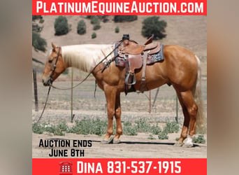American Quarter Horse, Wałach, 6 lat, 163 cm, Izabelowata