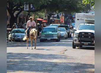 American Quarter Horse, Wałach, 6 lat, 163 cm, Izabelowata