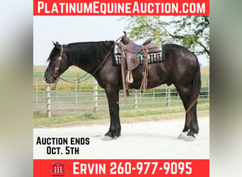 American Quarter Horse, Wałach, 6 lat, 163 cm, Kara