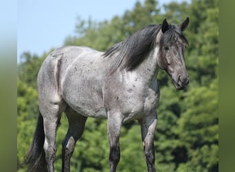 American Quarter Horse, Wałach, 6 lat, 163 cm, Karodereszowata