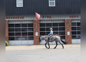 American Quarter Horse, Wałach, 6 lat, 163 cm, Karodereszowata