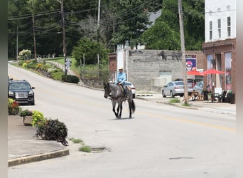 American Quarter Horse, Wałach, 6 lat, 163 cm, Karodereszowata