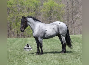 American Quarter Horse, Wałach, 6 lat, 163 cm, Karodereszowata