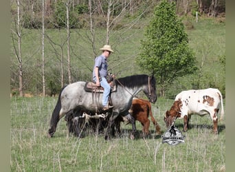 American Quarter Horse, Wałach, 6 lat, 163 cm, Karodereszowata