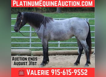 American Quarter Horse, Wałach, 6 lat, 163 cm, Karodereszowata