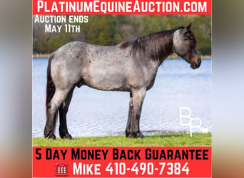 American Quarter Horse, Wałach, 6 lat, 163 cm, Karodereszowata