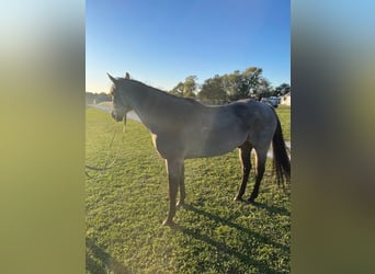 American Quarter Horse, Wałach, 6 lat, 163 cm, Karodereszowata