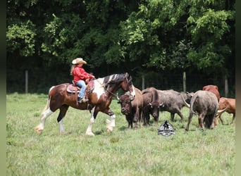 American Quarter Horse, Wałach, 6 lat, 163 cm, Tobiano wszelkich maści