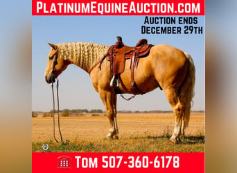 American Quarter Horse, Wałach, 6 lat, 165 cm, Izabelowata