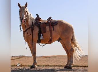American Quarter Horse, Wałach, 6 lat, 165 cm, Izabelowata