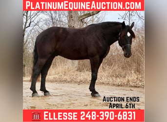 American Quarter Horse, Wałach, 6 lat, 165 cm, Kara