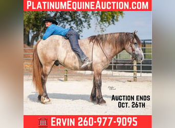 American Quarter Horse, Wałach, 6 lat, 165 cm, Siwa