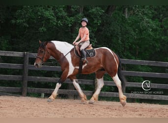 American Quarter Horse Mix, Wałach, 6 lat, 165 cm