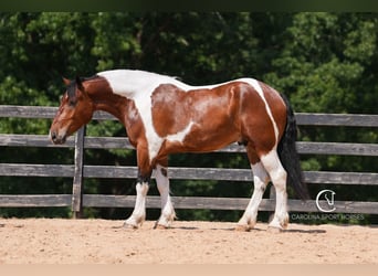 American Quarter Horse Mix, Wałach, 6 lat, 165 cm