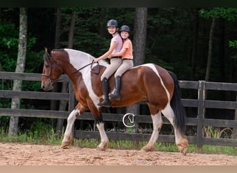 American Quarter Horse Mix, Wałach, 6 lat, 165 cm