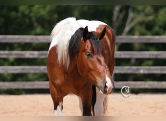American Quarter Horse Mix, Wałach, 6 lat, 165 cm