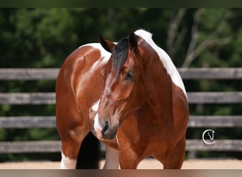 American Quarter Horse Mix, Wałach, 6 lat, 165 cm