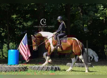 American Quarter Horse Mix, Wałach, 6 lat, 165 cm