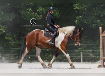American Quarter Horse Mix, Wałach, 6 lat, 165 cm