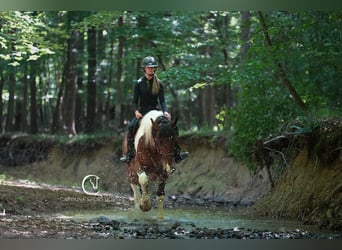 American Quarter Horse Mix, Wałach, 6 lat, 165 cm