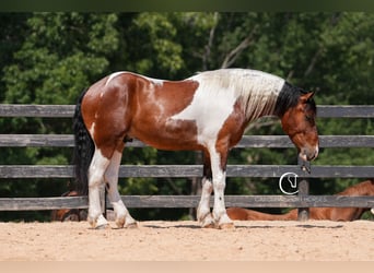 American Quarter Horse Mix, Wałach, 6 lat, 165 cm